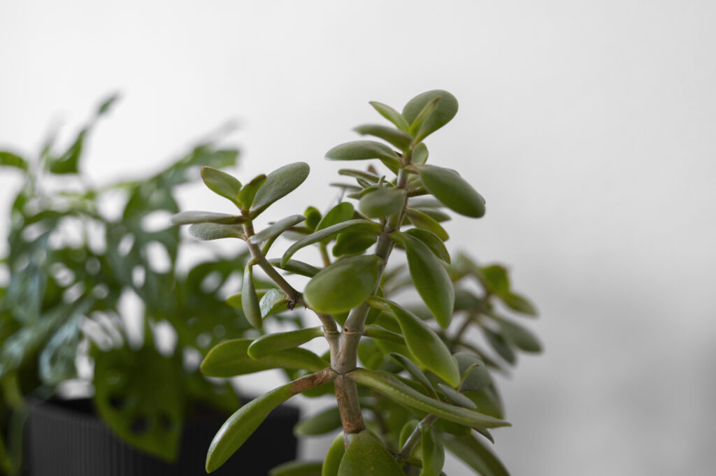 Indoor jade plant